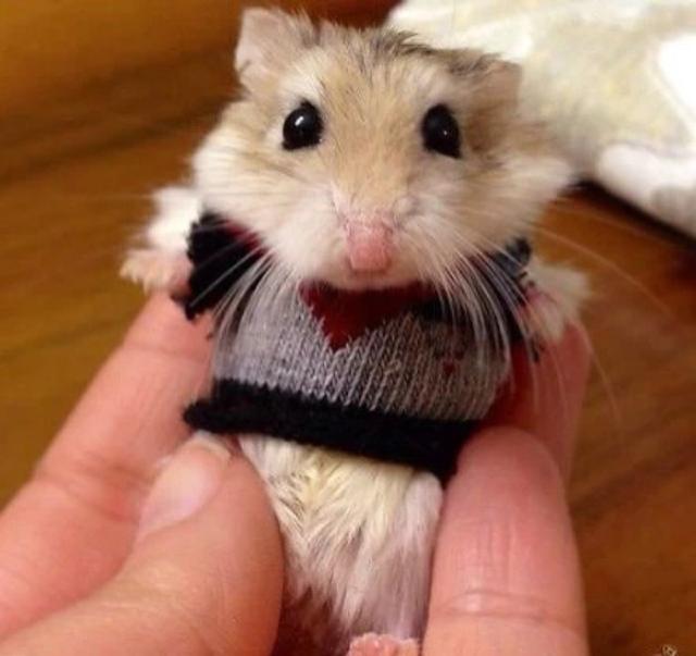 萌萌哒的仓鼠喂养的时候请慎重|仓鼠|慎重|容易_新浪新闻