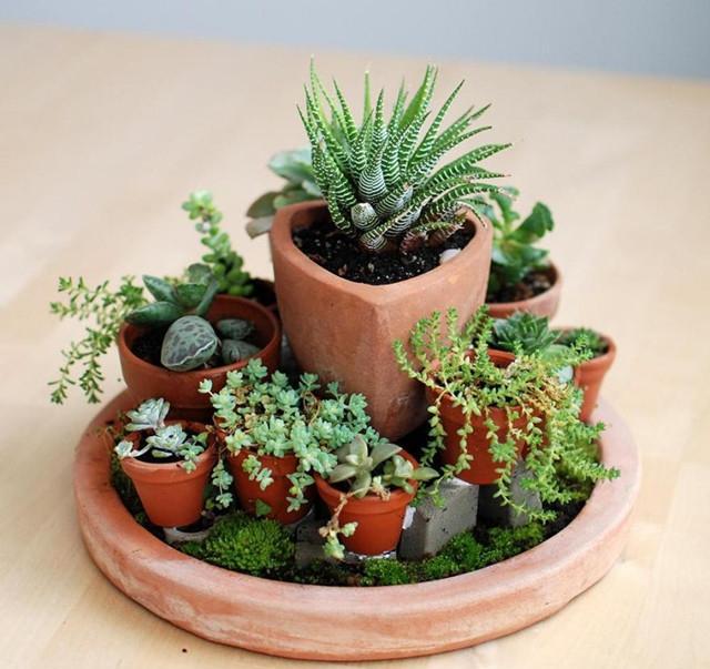 多肉组合盆栽 微景观的多姿多彩