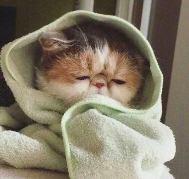 一只睡不醒的猫咪是不是现在的你