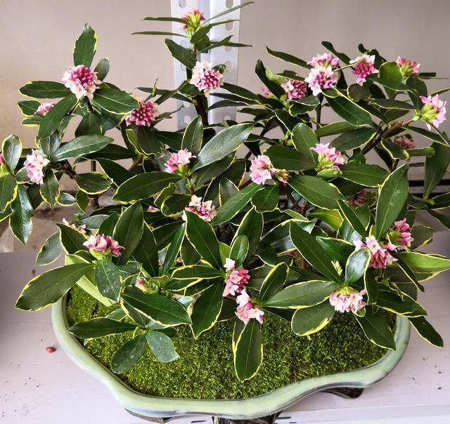 这6种好养易活的花卉盆栽,寓意吉祥,财运亨通,养上一盆就是好