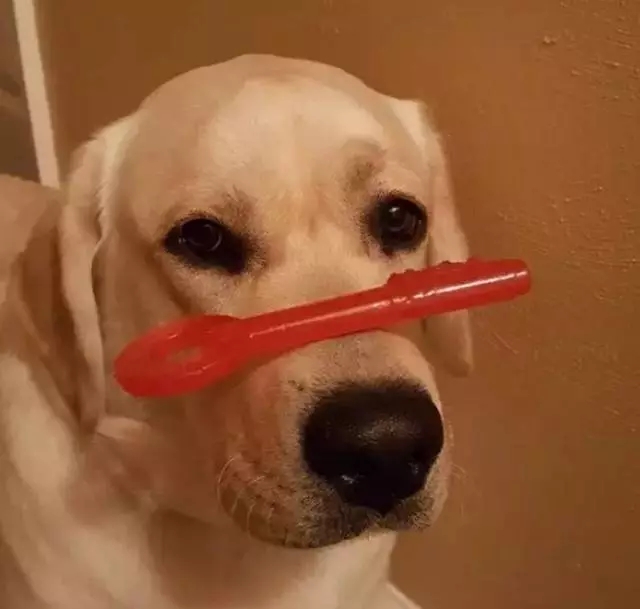 这些狗能用脑袋顶食物,我就是顶着,我不吃