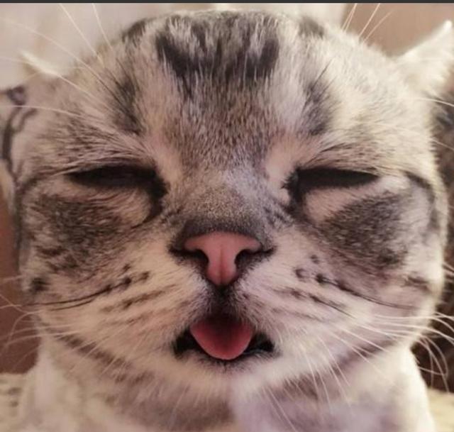 猫传腹，一种致命的猫咪病症