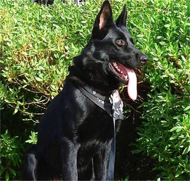 纯黑色的德国牧羊犬德国牧羊犬,别名德国黑背(贝),德国狼犬,原产德国