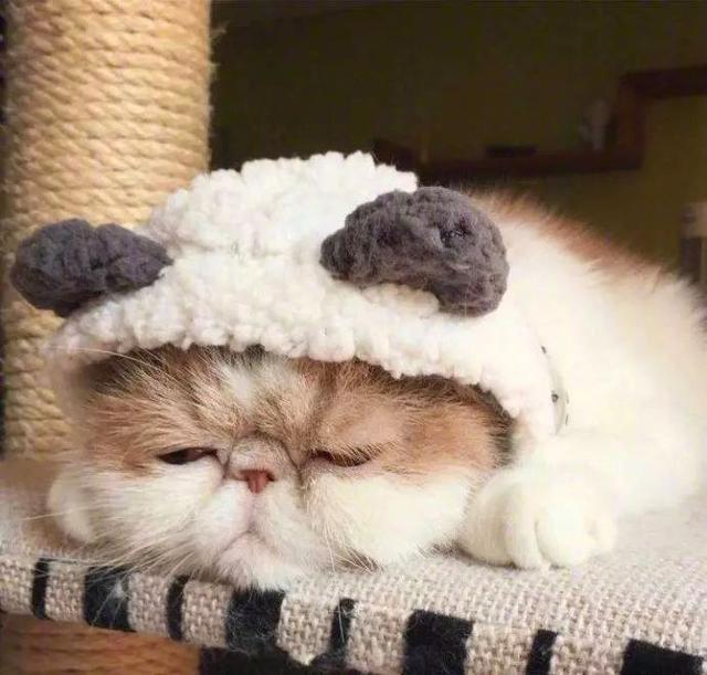 看完这只睡不醒的喵星人,你有没有更困一点儿?