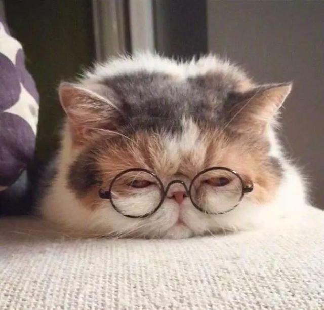 一只睡不醒的猫咪是不是现在的你