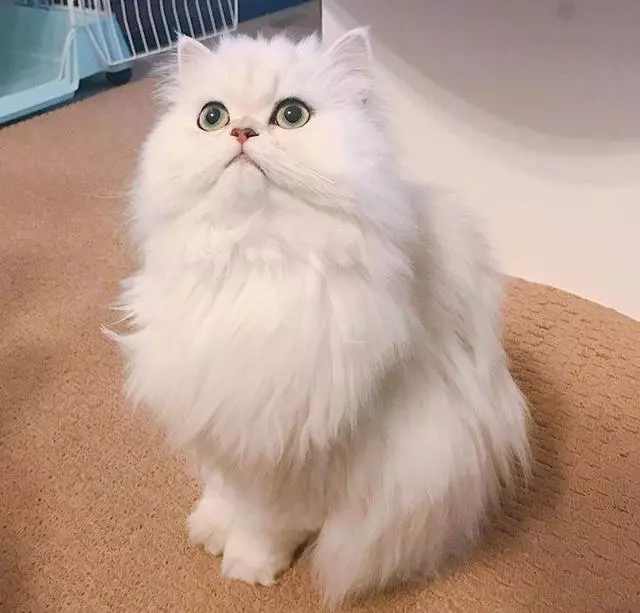 这只猫咪长得又萌又美腻!是要把我兜里的小鱼干都骗走吗