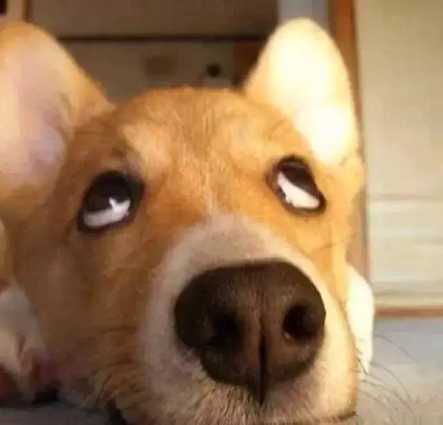 狗狗抗议主人种种,白眼翻上天,给你个眼神自己体会