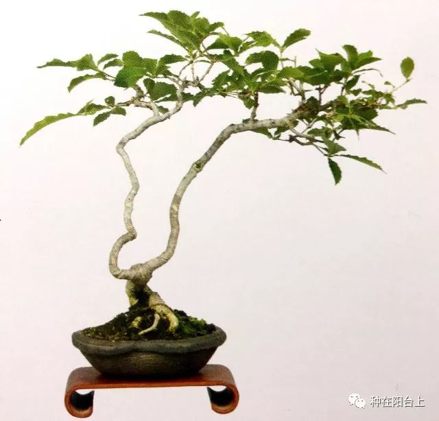 从种子到文人型盆景喜欢小盆景的台友切不可错过