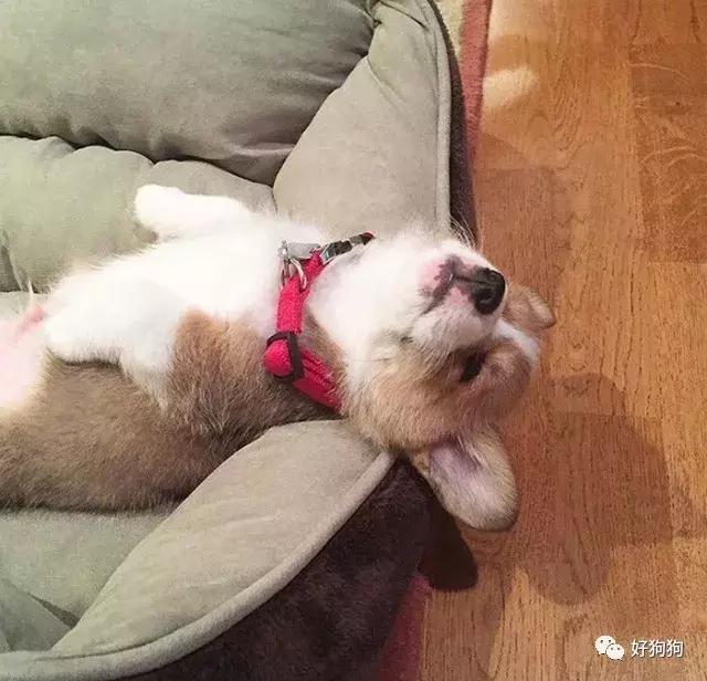 睡着的小奶狗,看过的人表示血槽已空!