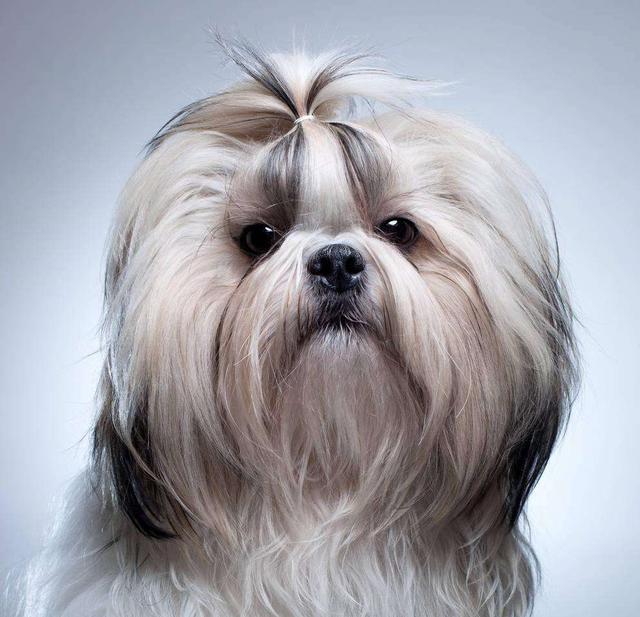 西施犬被称为世界上最美的狗,算是狗界中的西施了,原产中国,起源于17