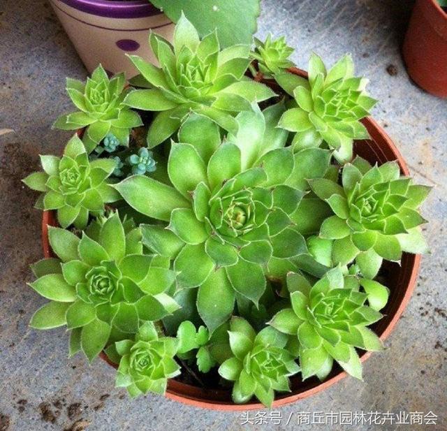 新手养多肉就从观音莲开始吧3个月就爆盆简直太萌了