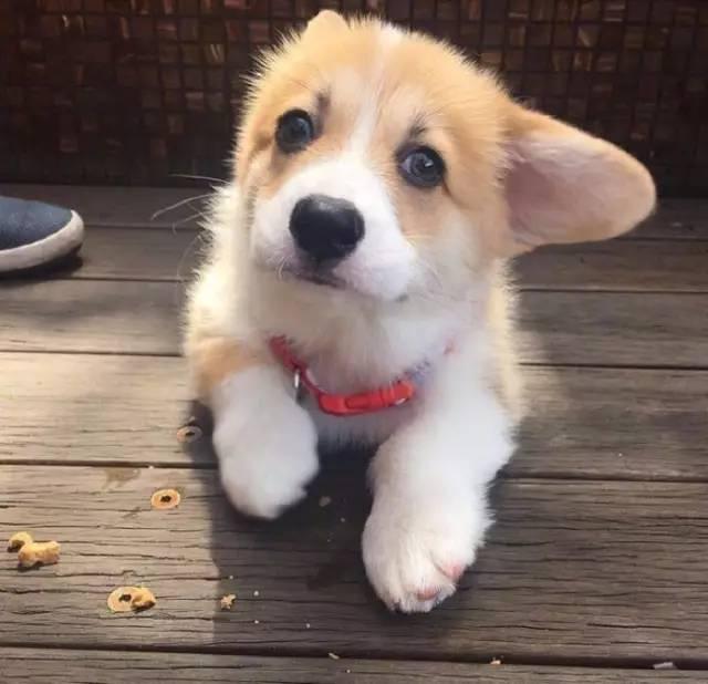 有一种萌,叫柯基小时候,第一张的小眼神就把我打败了!