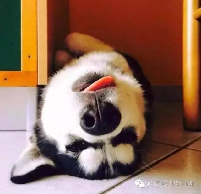 正文 吐舌头对二哈而言,从来都是很轻而易举的事 一点都不愿意配合的