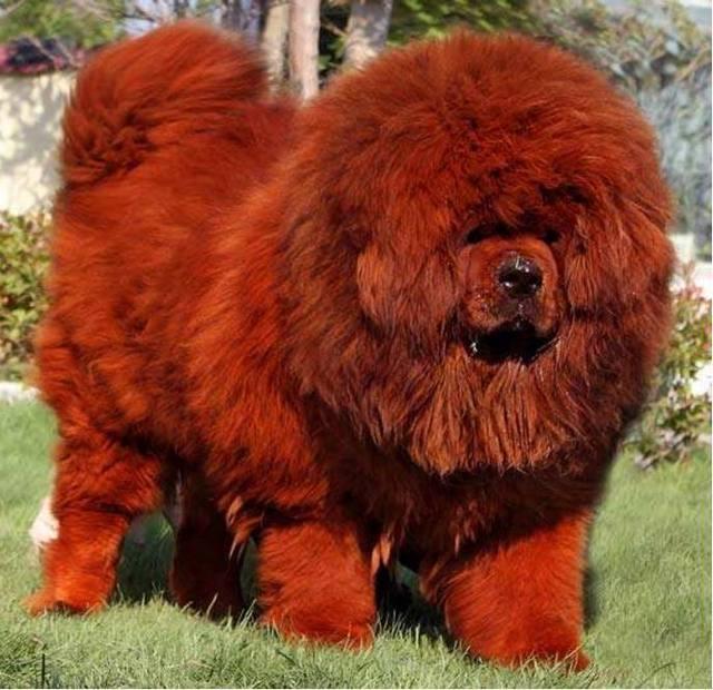 四川一只红色藏獒被一个澳门老板以1200万元的价格买走,这只名叫"红魔