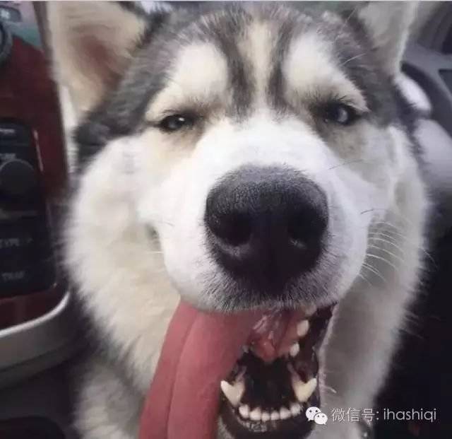 哈士奇的舌头,绝对是一道亮丽的风景线