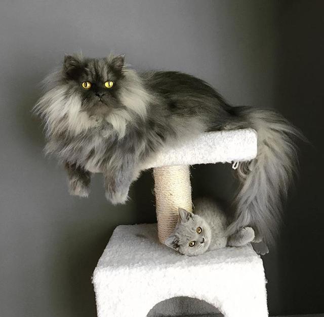 说了多少遍!我不是张飞不是鳌拜!我只是长得很生气而已嘛!