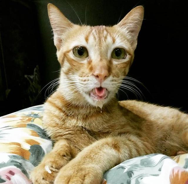 主人晒出自家橘猫的照片后,网友看了一脸懵:你是不是带它整容了