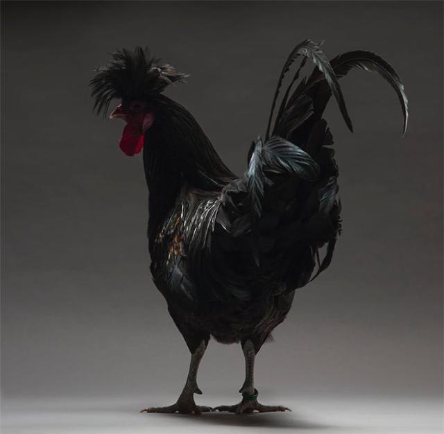 这么狂炫酷霸拽的鸡你见过么?没错,就是我们平常吃的那种