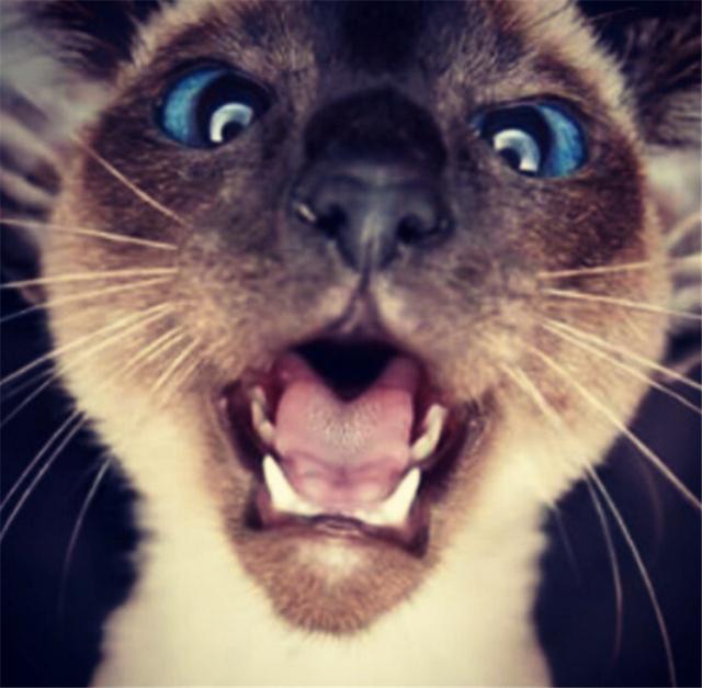 整个表情包界都被你征服了,现在的猫都这么会玩的么?