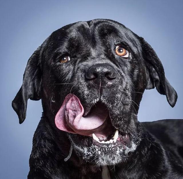 吐舌头谁不会,你吐舌头是作妖,这些汪星人吐舌头就是卖萌了!