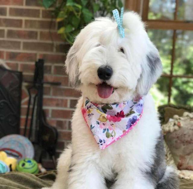 古牧的毛毛经常遮住眼睛或者只露出那么一点点所以很多人可能会认为