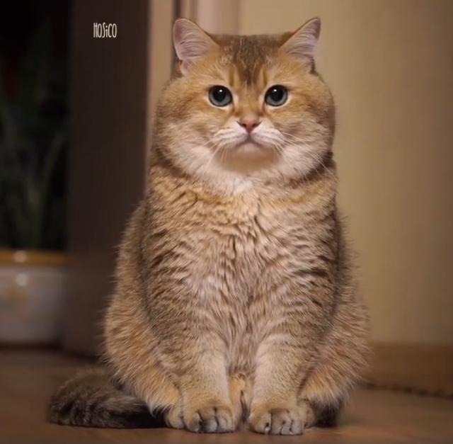 一只来自俄罗斯的网红大脸橘猫,怎么能长得这么可爱