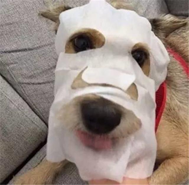 狗狗也要用面膜?人不如狗系列又增加了一项
