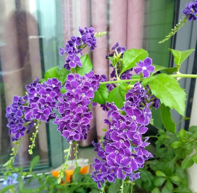 美丽的蕾丝金露