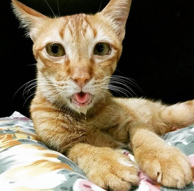 主人晒出自家橘猫的照片后,网友看了一脸懵:你是不是带它整容了