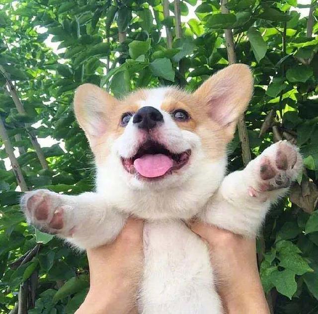 微笑的短腿柯基,笑起来好甜,网友:真的是被萌到了!