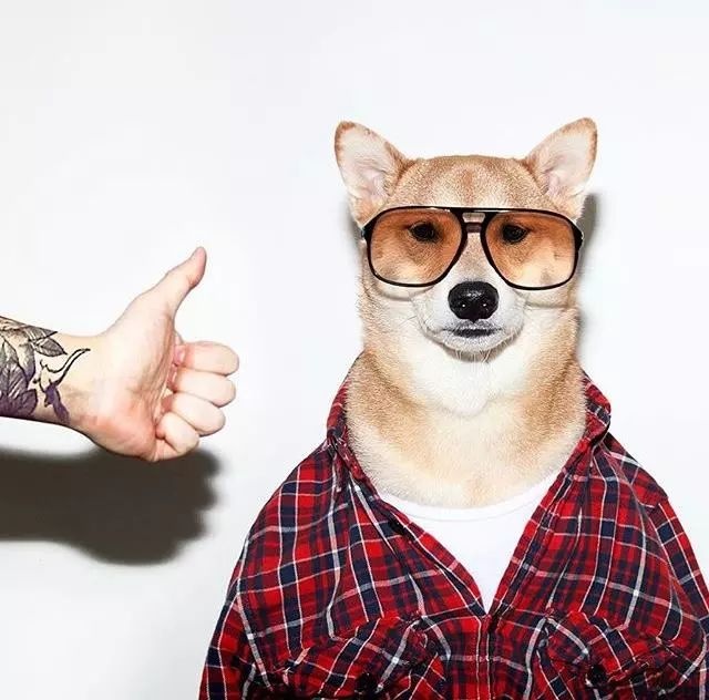 bodhi,美国纽约柴犬,绰号"男装犬模",发了676张照片|纽约|头像|男装