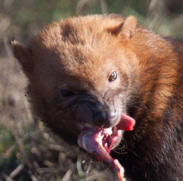 短腿|动物|幼崽_新浪新闻