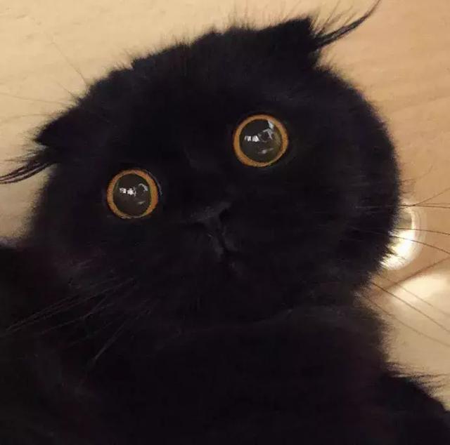 ins上有个煤球精,最可爱的是还长了两撮头发!