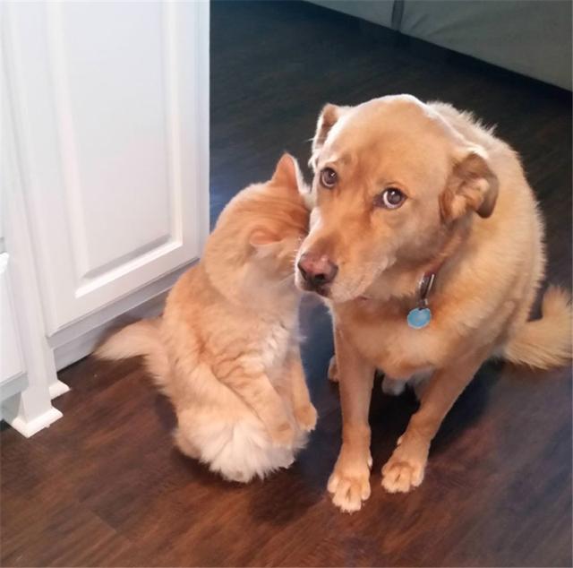 蠢萌才是喵星人的真面目说高冷的绝对是自己没魅力