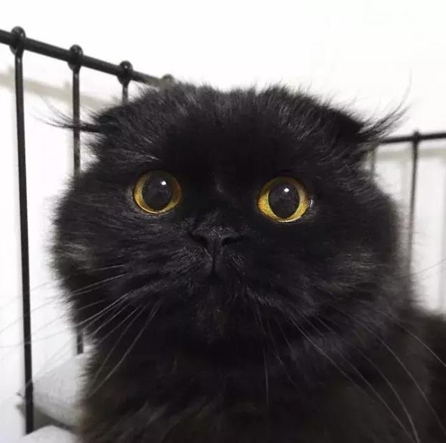 ins上有个煤球精,最可爱的是还长了两撮头发!