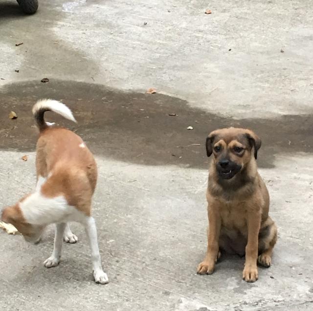 田園犬大黃,威武,健碩,可悲的是它終日擺脫不了沉重