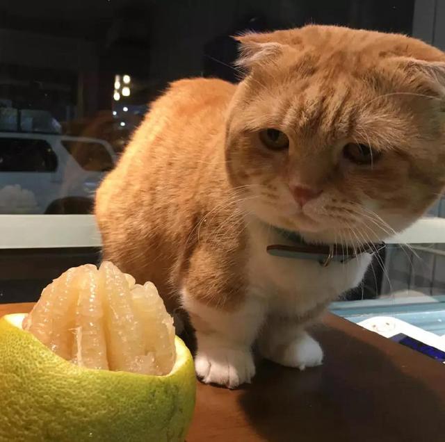 铲屎官放了个柚子放在胖橘面前,胖橘眉头一皱这个柚子果然不简单