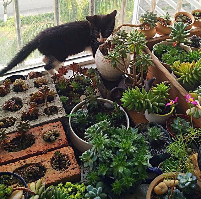 大雨中,一只小奶猫在积水里拼命求救,所有行人都在匆匆赶路,一个帅哥