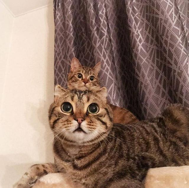 主人给一对猫咪父子照镜子