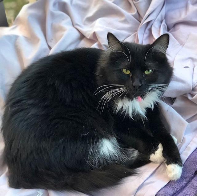 宠主抱回只黑猫,花了九个月养成现在的样子,网友:你喂的猪食吧