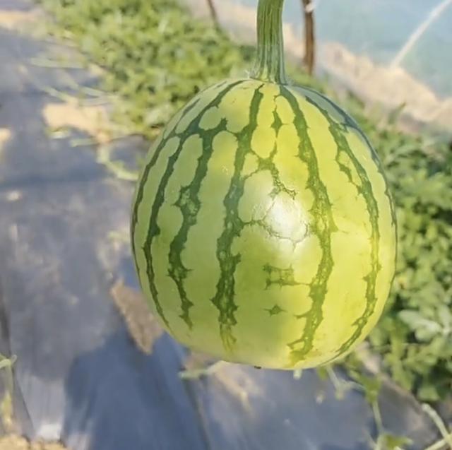 农民种植"双胞胎"西瓜,有人出高价购买,被其拒绝