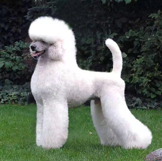 世界犬种介绍之六:优雅高贵—贵宾犬(俗称泰迪)