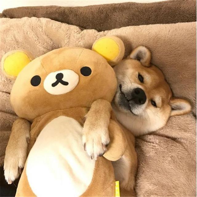 柴犬|表情包|意义_新浪新闻