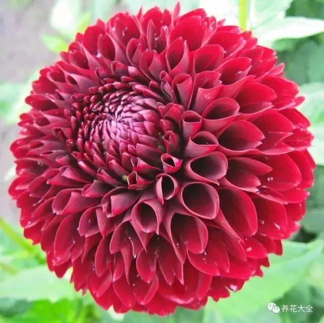狗年到好运来百花齐放大拜年