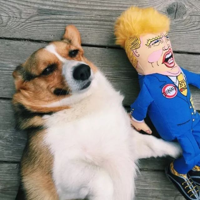 狗狗和他们搞笑的玩具看完之后竟让人觉得有点欠揍