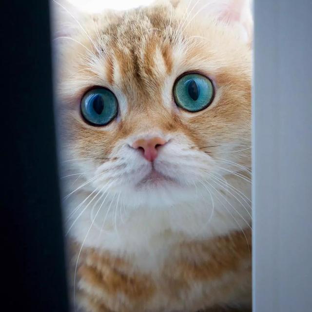 大胖橘猫有双绿宝石大眼睛,铲屎的用它狂赚了一个亿