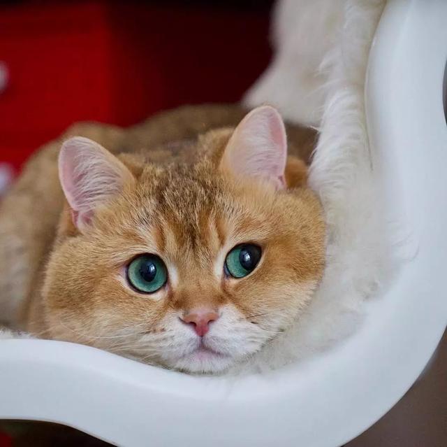 大胖橘猫有双绿宝石大眼睛,铲屎的用它狂赚了一个亿