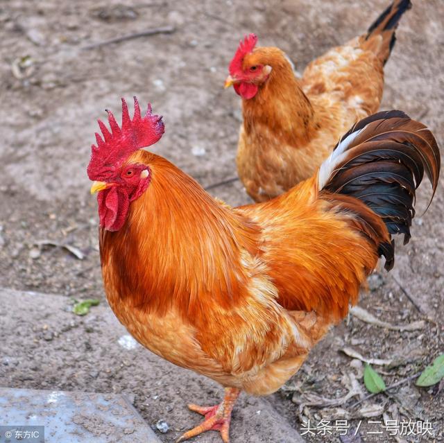 这鸡,狗,猪三个生肖在有时候有些事情能不能够挺过去呢?|生肖|猪|鸡_
