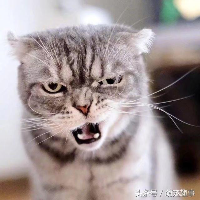 我见过的最凶的猫