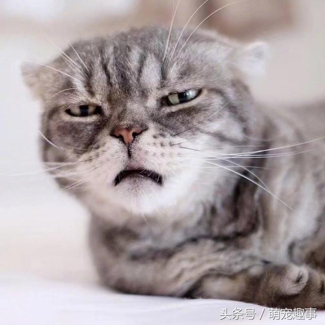 我见过的最凶的猫